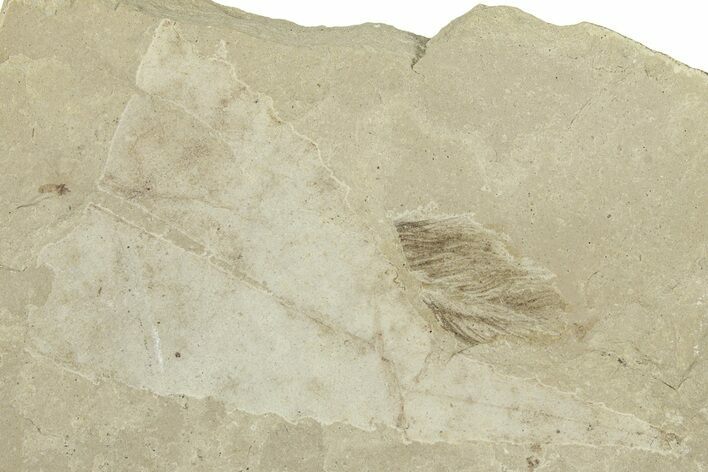 Detailed Fossil Feather and Leaf - Green River Formation, Utah #244676